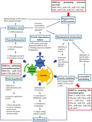 MicroRNA Dysregulation in Parkinson’s Disease: A Narrative Review